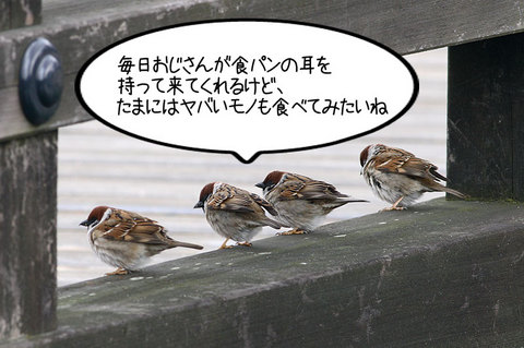 スズメ