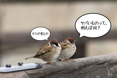スズメ