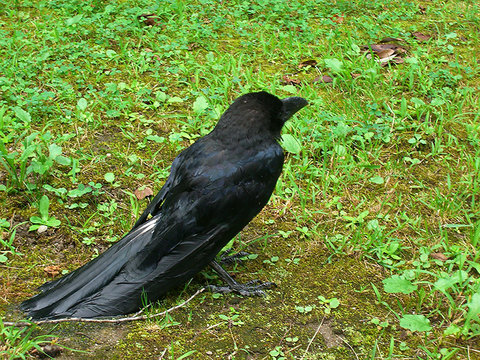 ハシブトガラス幼鳥