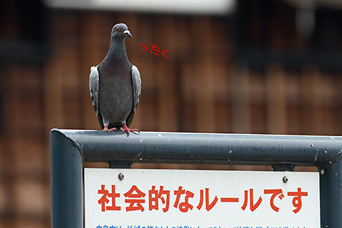 20090909hato.jpg