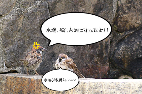 20090909suzume.jpg