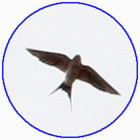コシアカツバメ