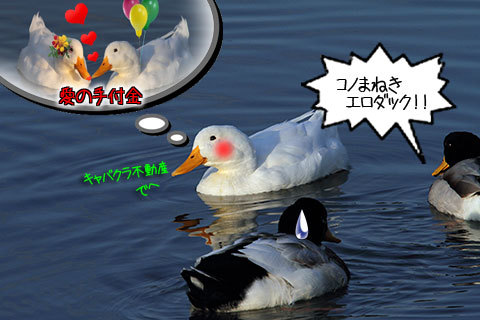 20100126duck.jpg