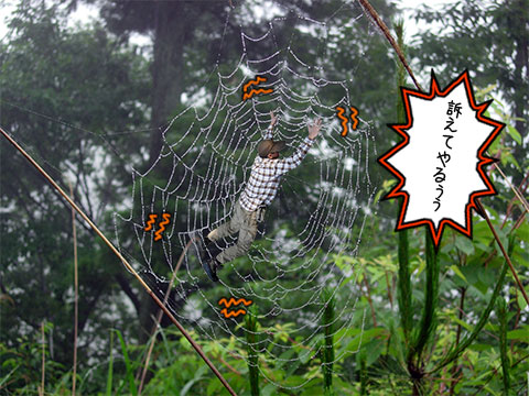 20080626kumonosu.JPG